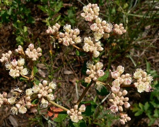 {Eriogonum tomentosum}